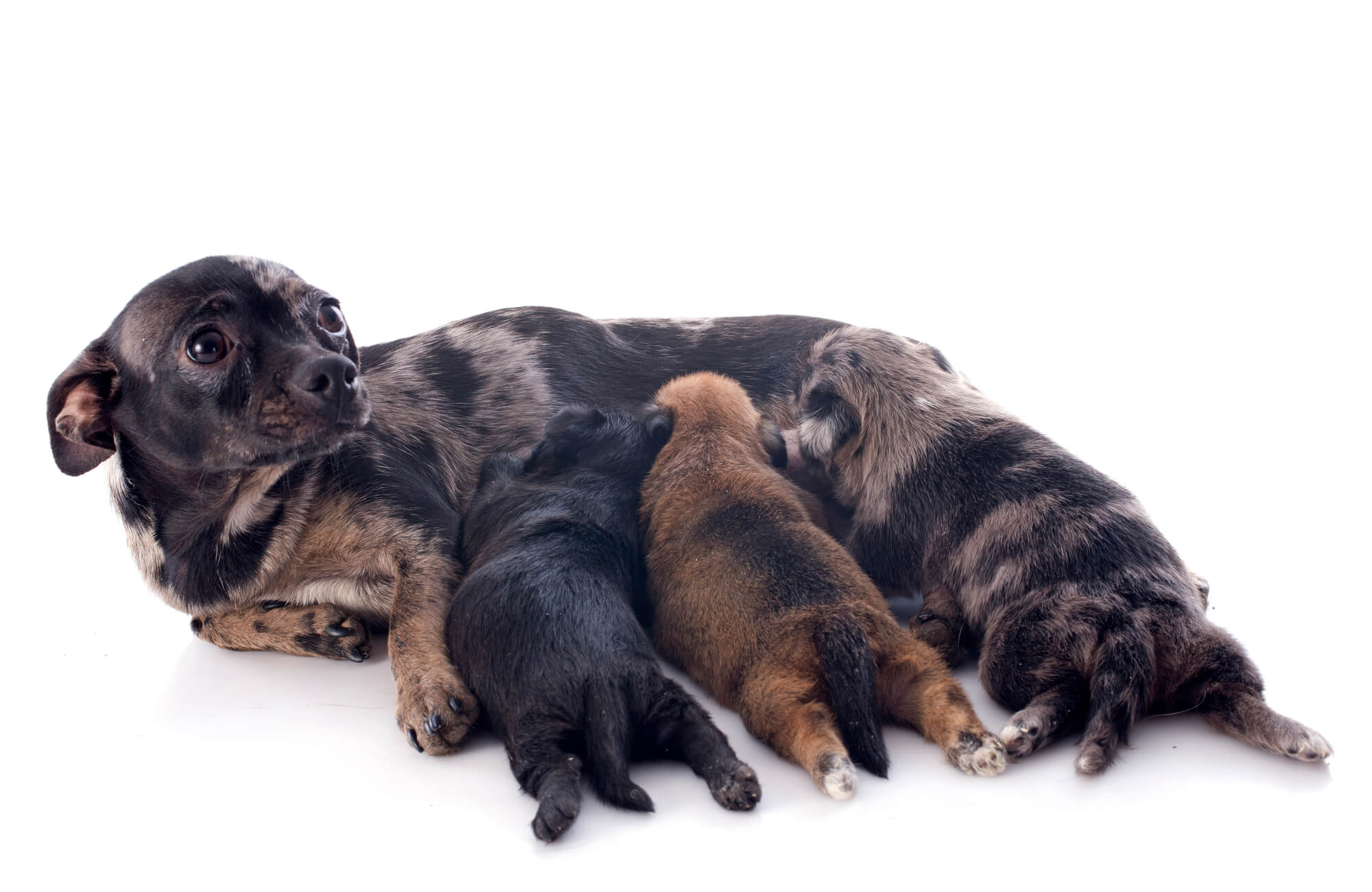 Chihuahua mother nursing her litter