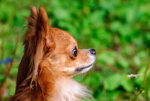 Apple head Chihuahua