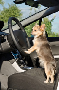 Chihuahua car ride