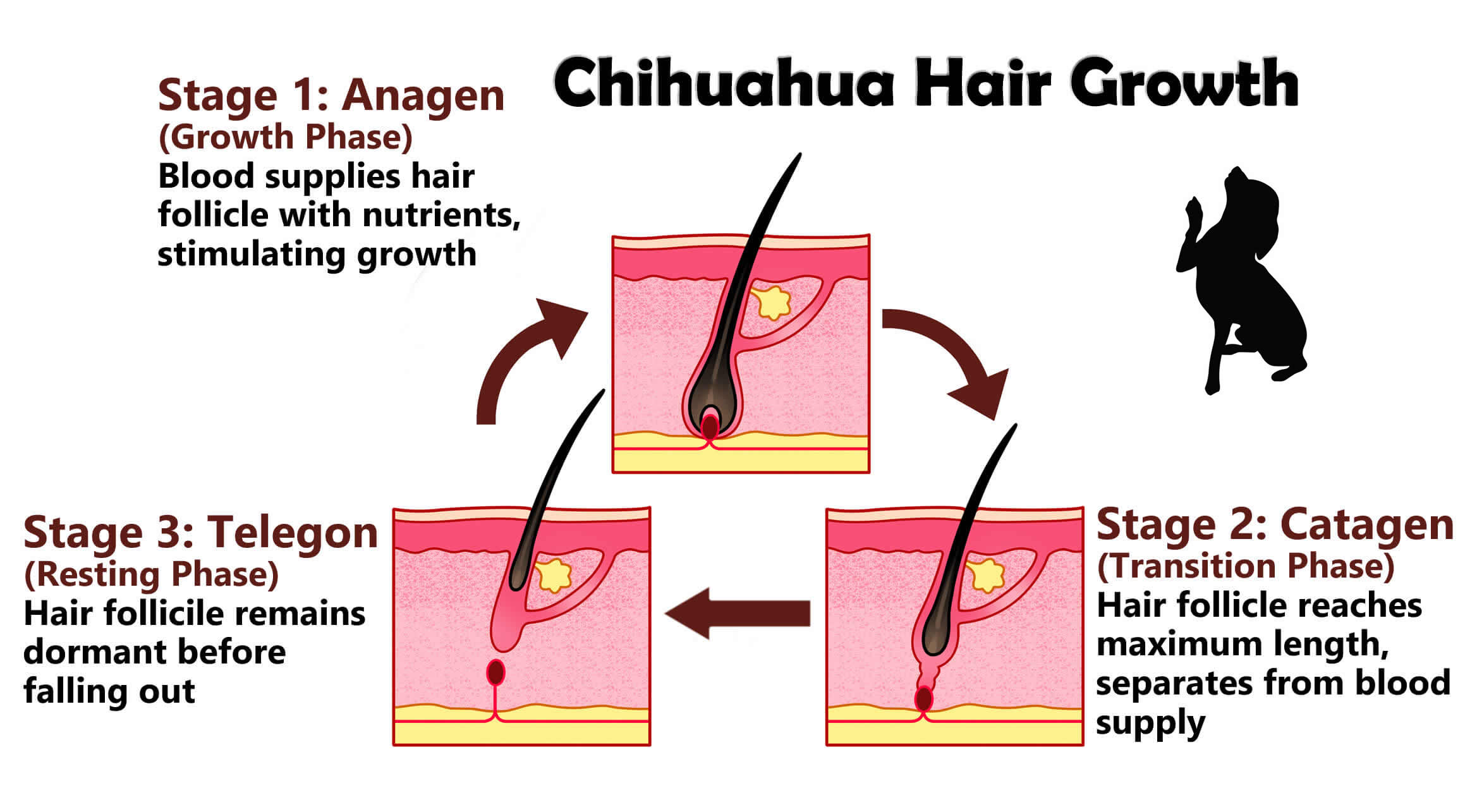 chihuahua hair brush