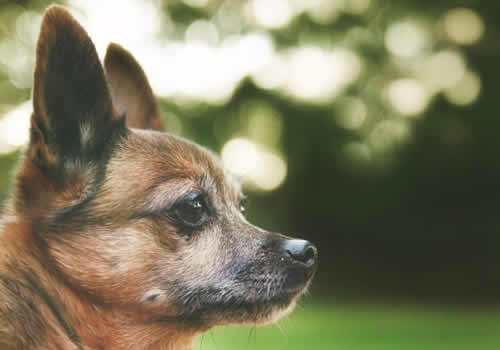 Deer head Chihuahua