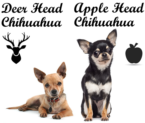 apple heads dogs