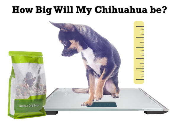 Chihuahua Puppy Size Chart