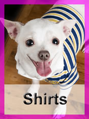 Shop Chihuahua shirts