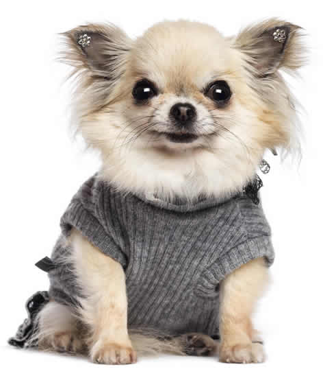 Chihuahua wearing gray shirt