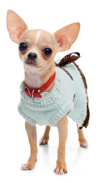 Chihuahua wearing a sweater