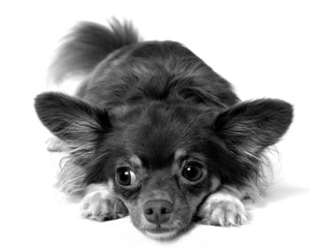 Long-haired Chihuahua