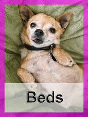Shop Chihuahua beds
