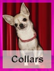 Shop Chihuahua collars