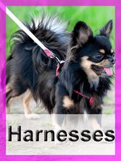Shop Chihuahua harnesses