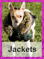Shop Chihuahua jackets
