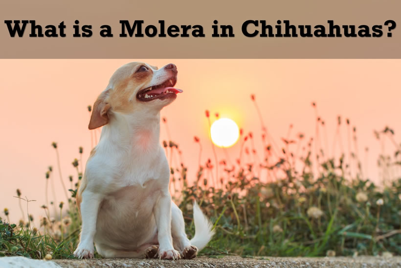 What is a Chihuahua's molera?