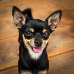 Chihuahua molera soft spot