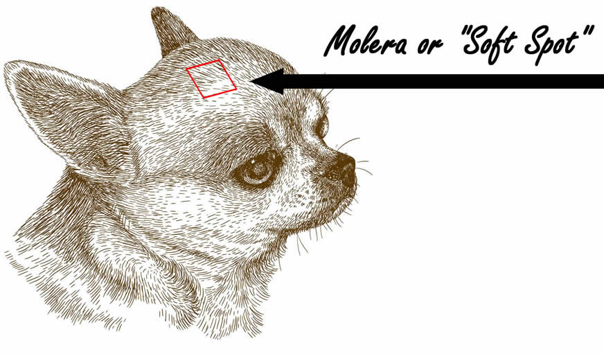Chihuahua with a molera