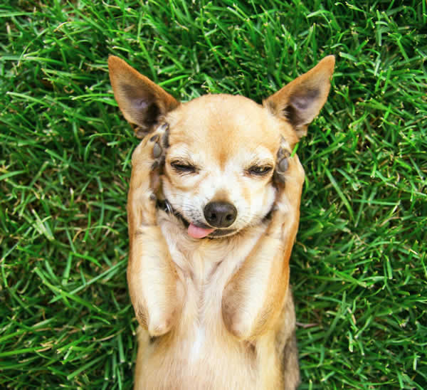 A Chihuahua with a molera