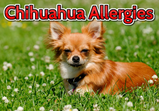 chihuahua itchy skin remedy