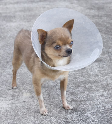 Chihuahua with allergies wearing e-collar
