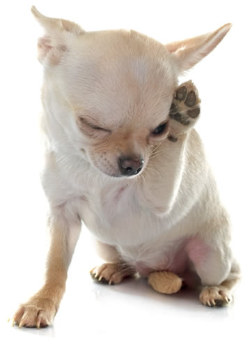 Chihuahua allergy treatment medication
