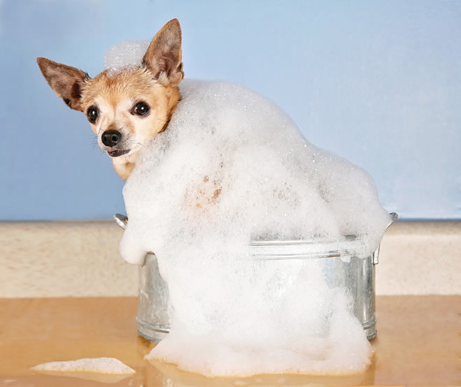Chihuahua with allergies taking a bath