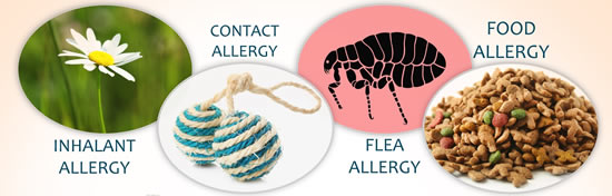 How to Treat a Chihuahua with Allergies Chihuahua Wardrobe