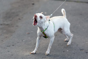 how to get chihuahua to stop barking at other dogs