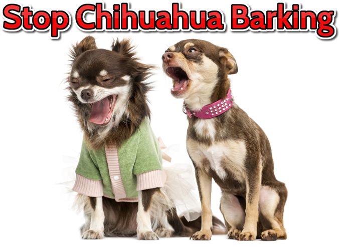 How To Train A Chihuahua To Stop Barking,Best 3 In 1 Apple Charging Station Australia