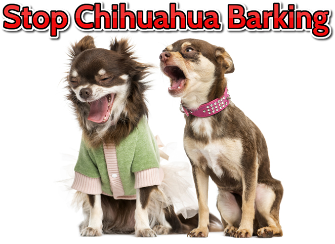 Stop chihuahua met blaffen