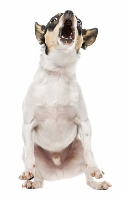 Chihuahua barking training