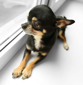 Chihuahua kijkt uit raam
