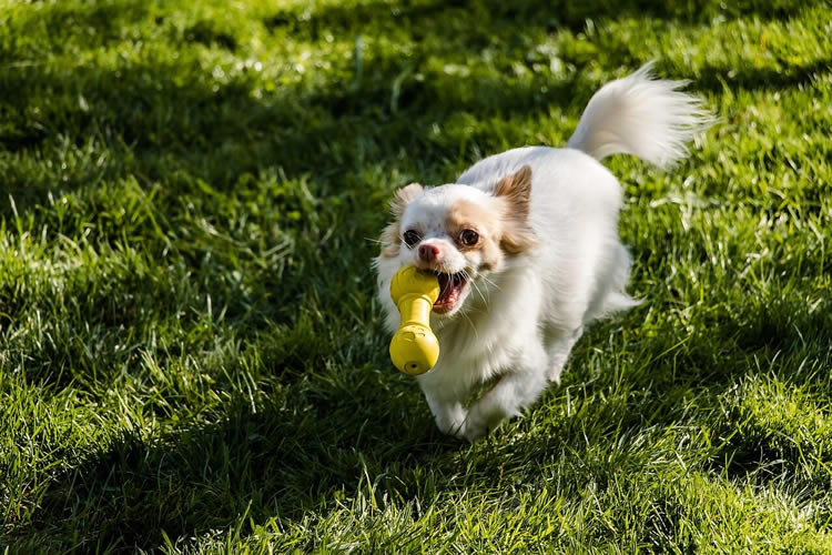Chihuahua playing fetch outside