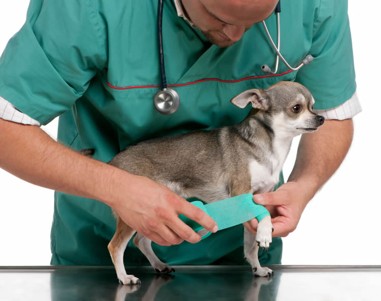 Chihuahua receiving veterinary treatment for a paw injury