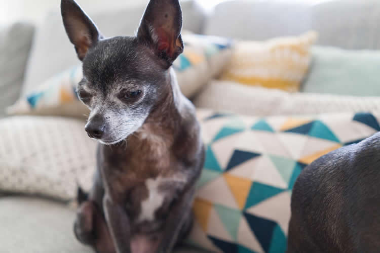 Senior Chihuahua with cognitive dysfunction