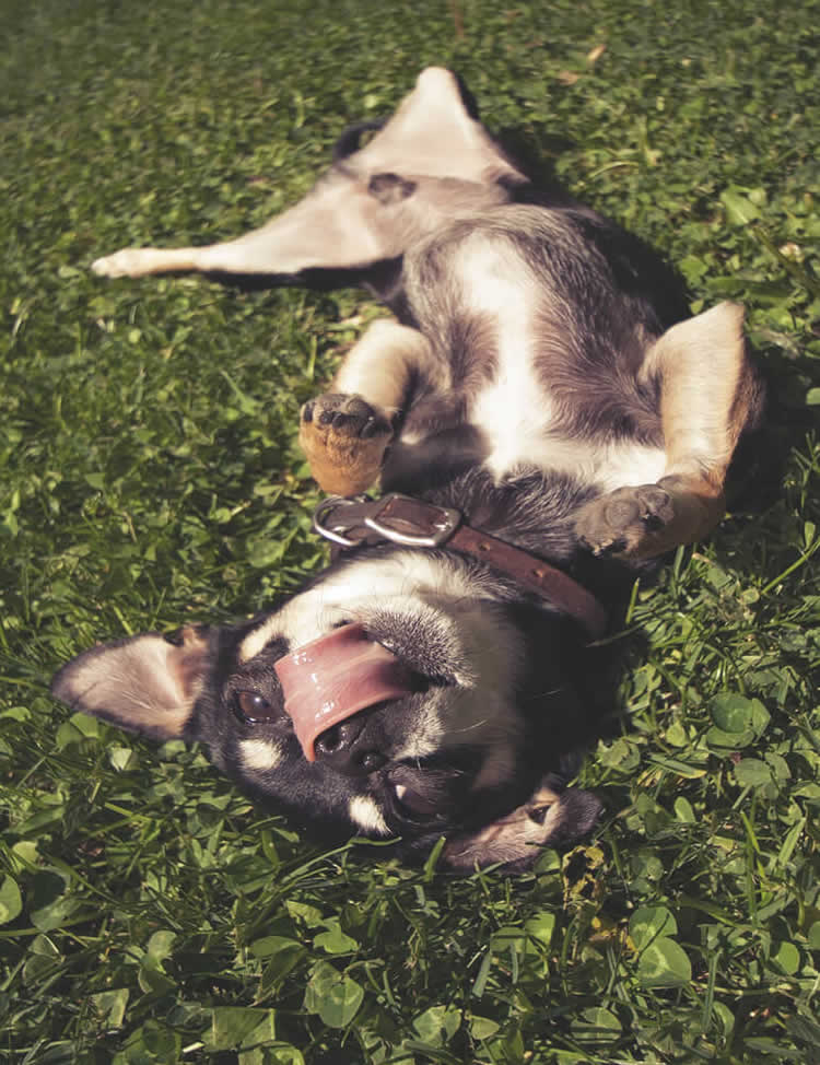 Chihuahua lying in the grass licking the air