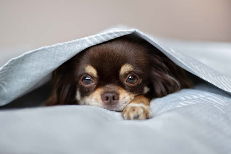 Small brown Chihuahua burrowing under linens