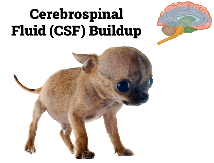 Chihuahua with CSF buildup within the brain from hydrocephalus