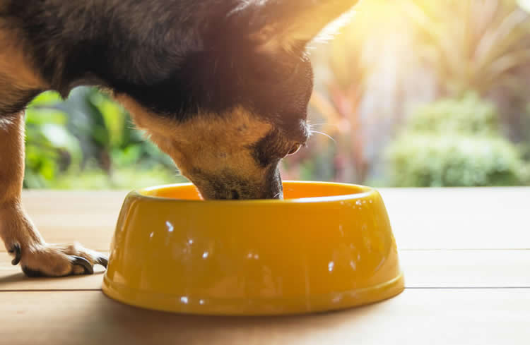 Chihuahua drinking water from a bowl fast