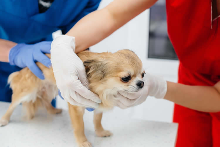Chihuahua getting veterinary care