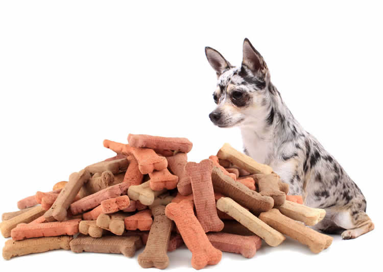 Chihuahua looking at a mound of dog treats