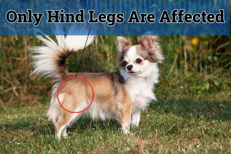 Chihuahua with hind legs affect by patellar luxation