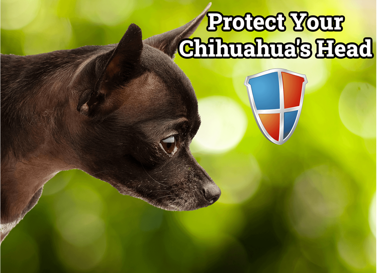 Chihuahua with a shield illustration
