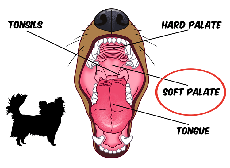Illustration of the inside of a Chihuahua's mouth showing the soft palate