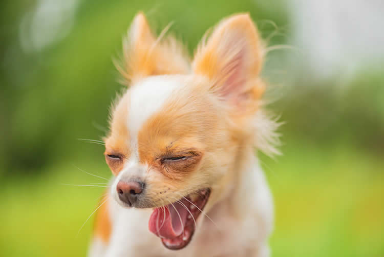 Brown-and-white Chihuahua experiencing a wheezing episode outside