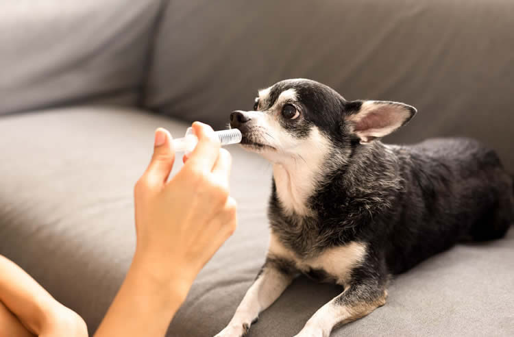 Chihuahua taking medicine to treat hydrocephalus