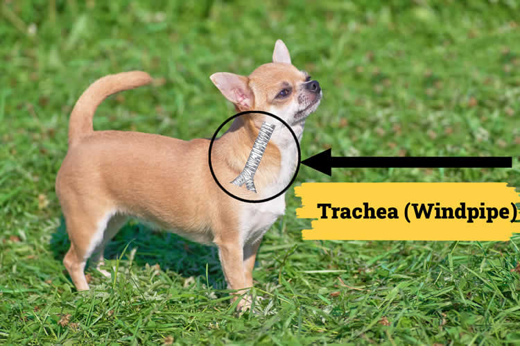 Chihuahua with an llustration of the trachea or windpipe