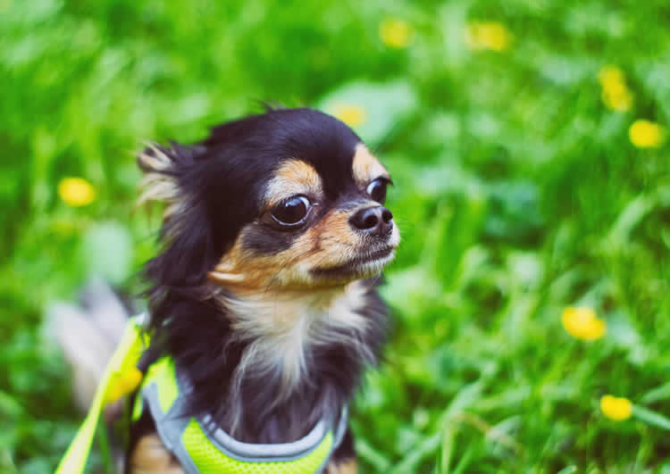 Chihuahua wearing a harness to protect his trachea