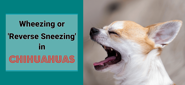 Chihuahua experiencing a wheezing or reverse sneezing episode