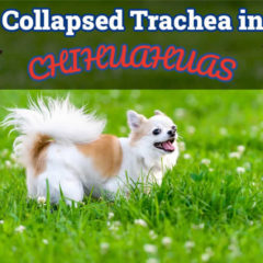 collapsed-trachea-chihuahuas-thumb