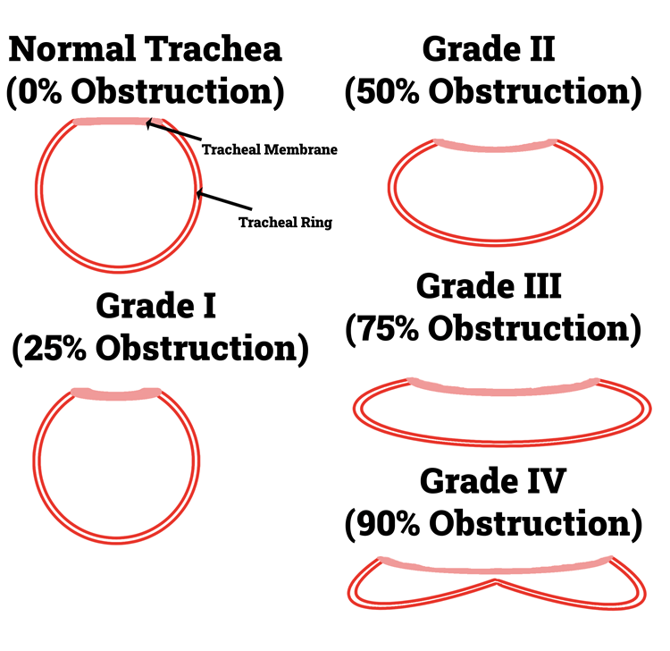 Illustration of the four grades of collapsed trachea in Chihuahuas