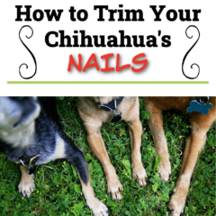 Three Chihuahuas with their paws extended