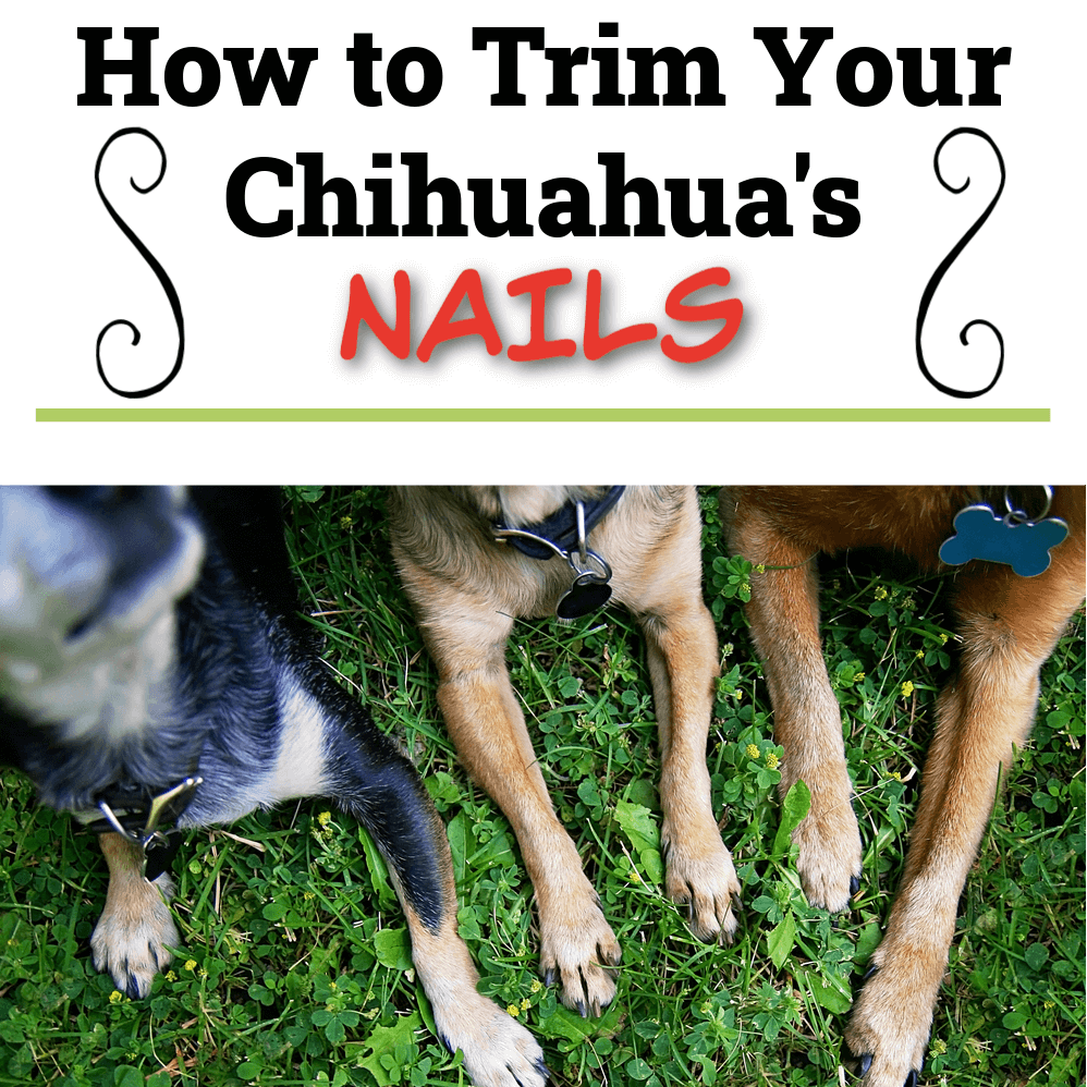 WHY IS IT IMPORTANT TO TRIM YOUR DOG'S NAILS? | by Paw Rulz | Medium